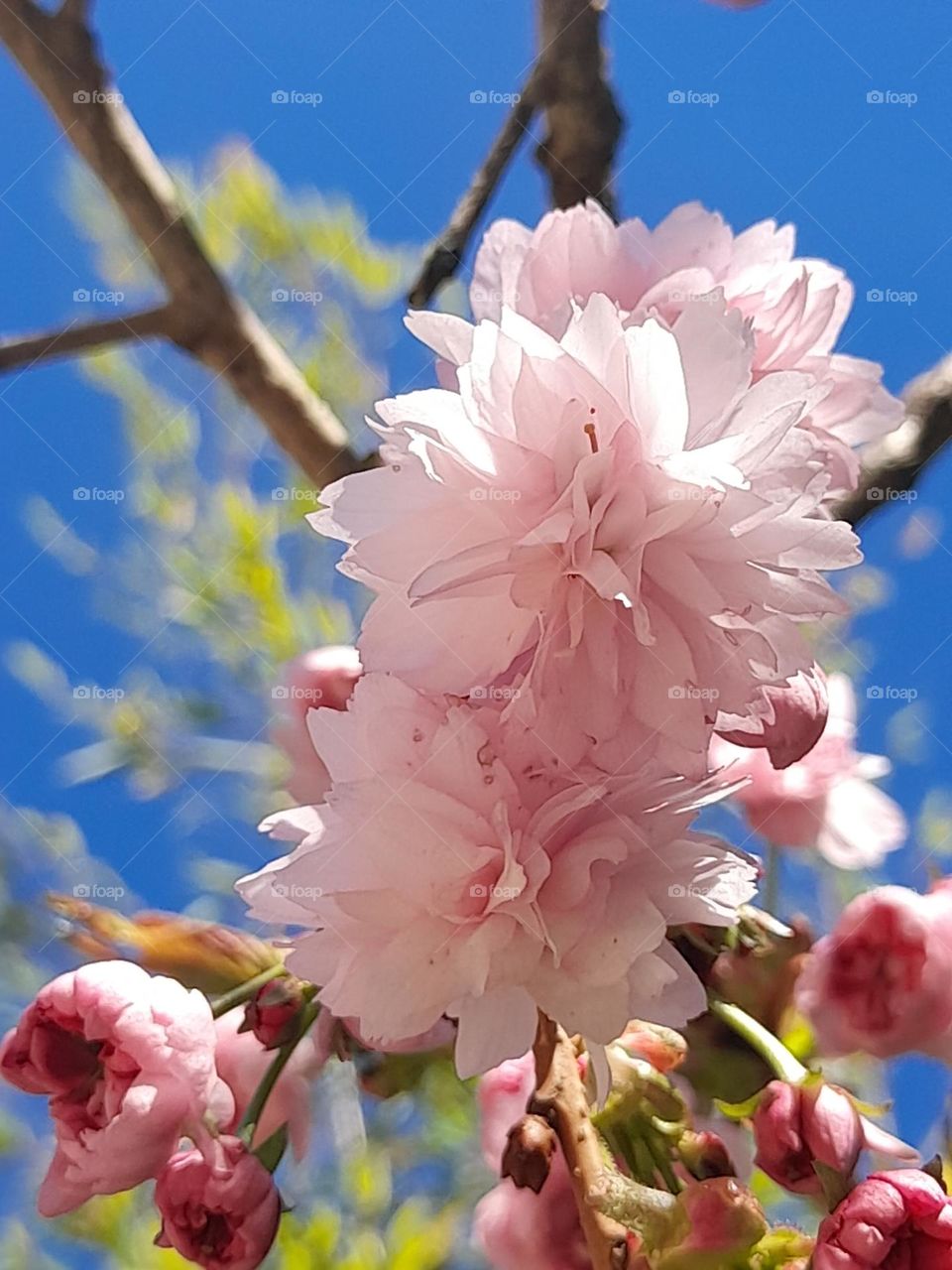 Kirschblüte