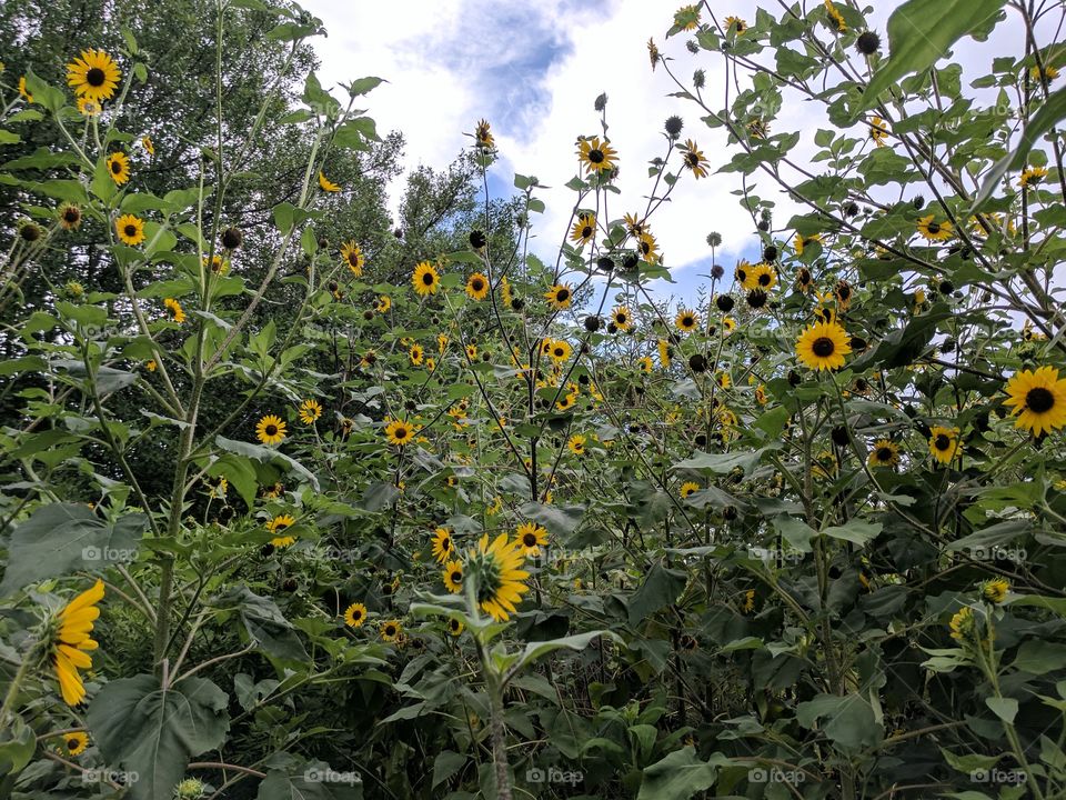 lovely bunch of sunflowers