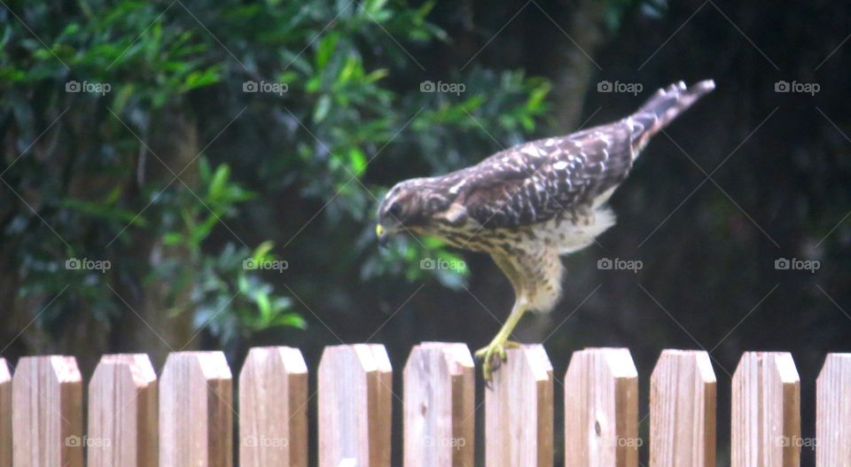 Juvenile hawk about to launch