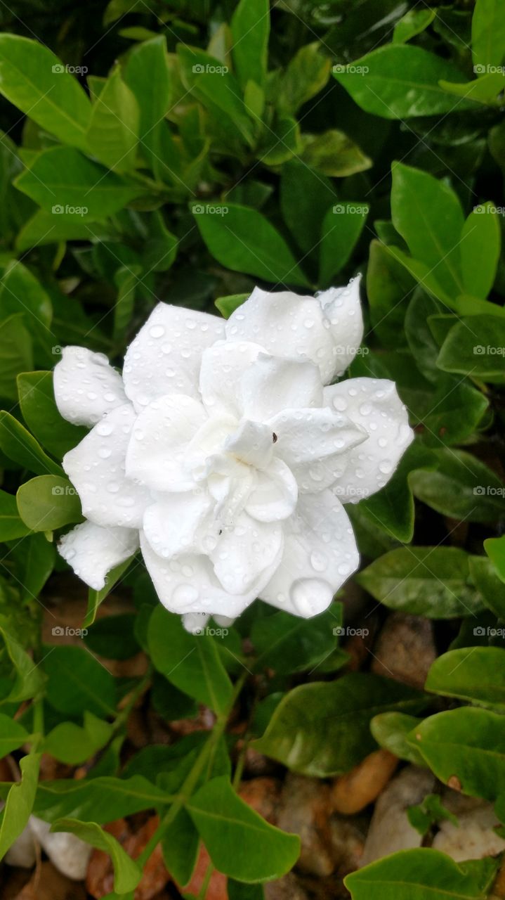 pretty gardenia kissed with rs