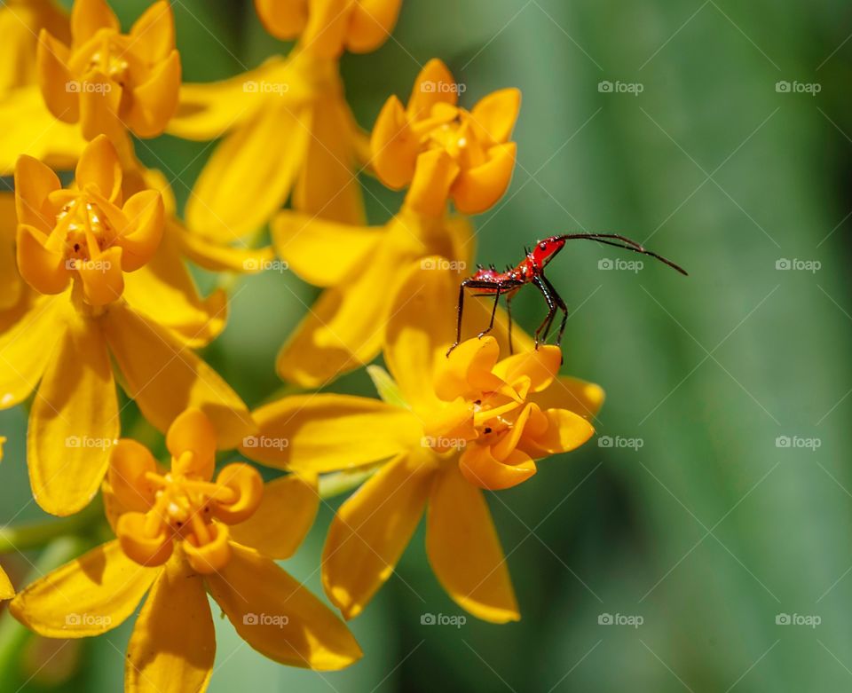 Leaf-footed nymph on milkweed