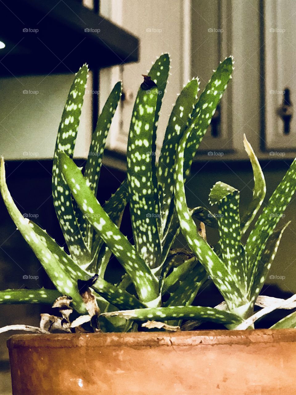 Aloe Vera 