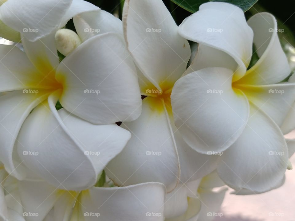 Beautiful Plumeria Flowers