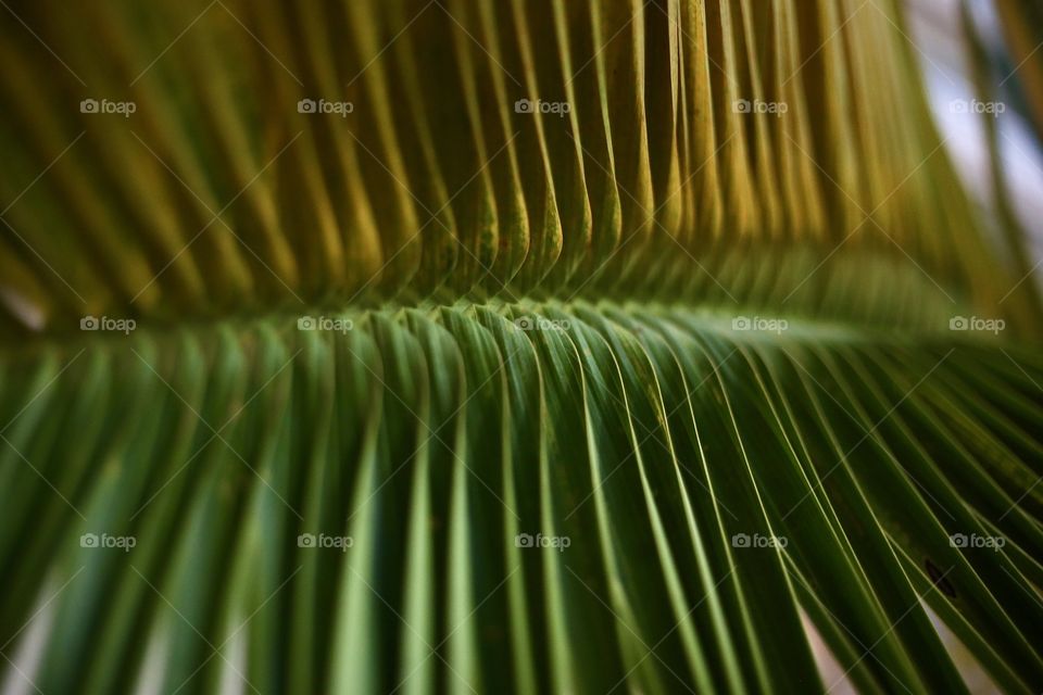 Leaf of palm