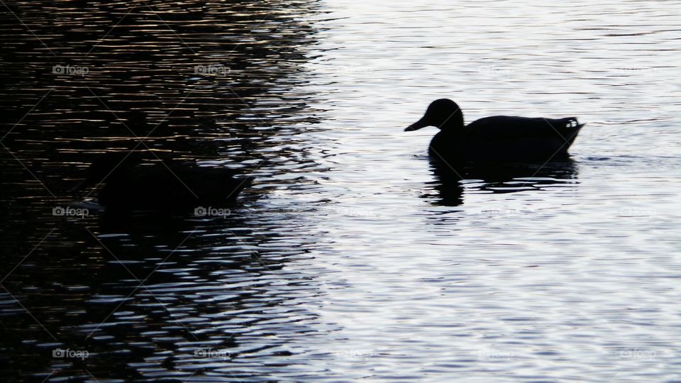 Dark Ducks