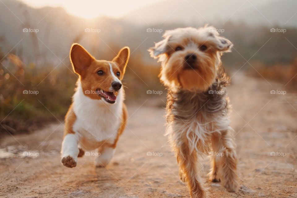 Two brown and white dog running dirt road during day time