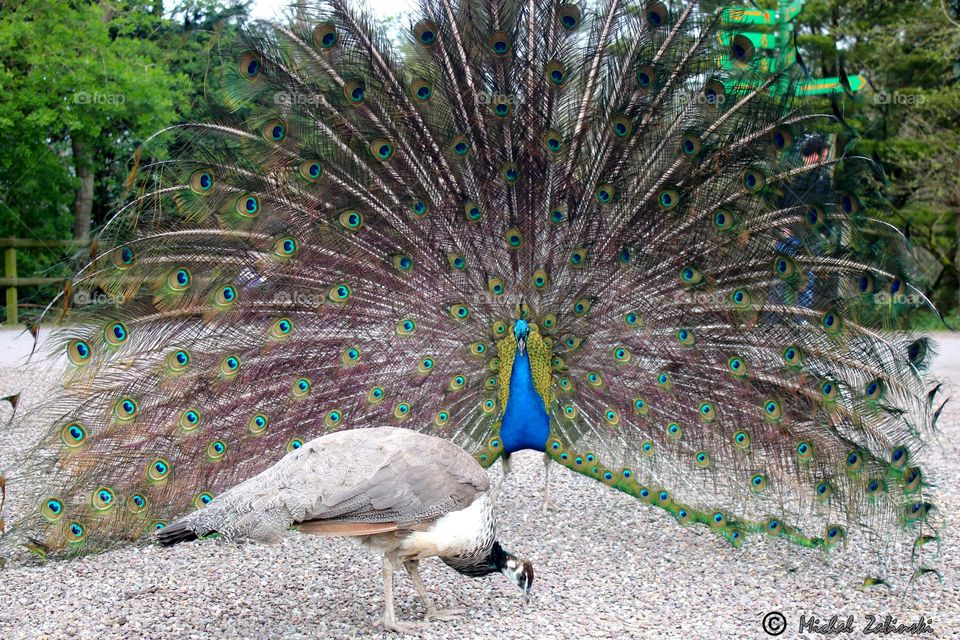 A peacock showing its beautiful colored feathers in front of a female peacock