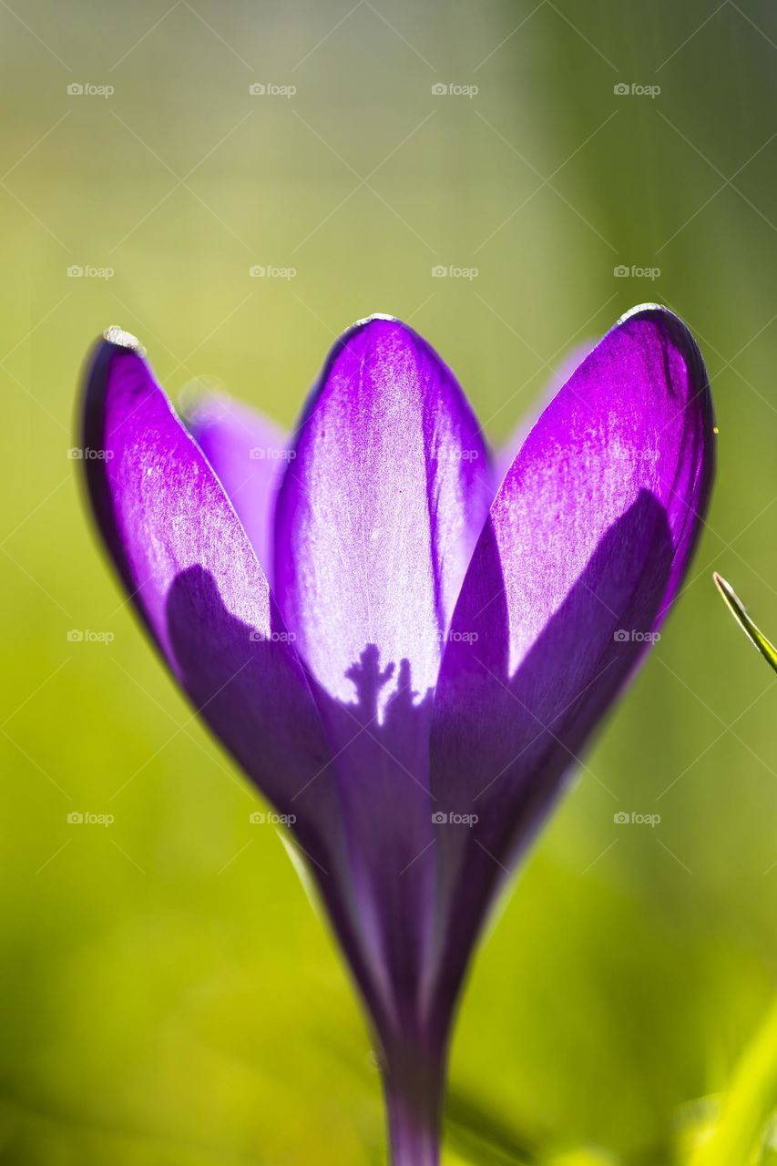 A macro portait of a sunlit purple crocus flower. the petals of the flower are full of light and the pistils cast a shadow from on them from the inside.