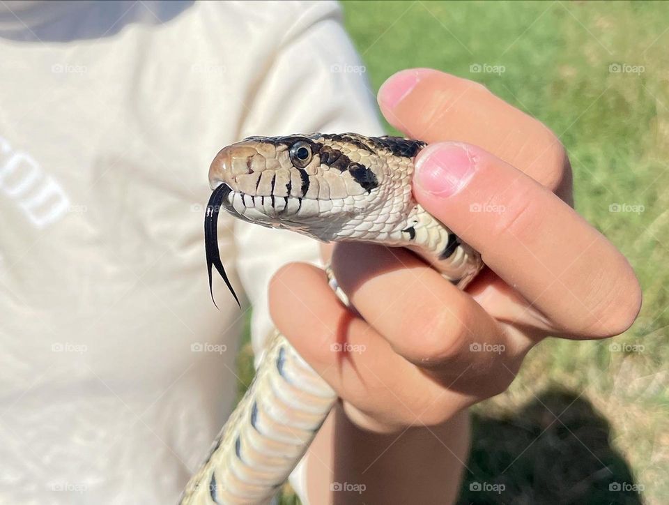 Friendly Bull Snake