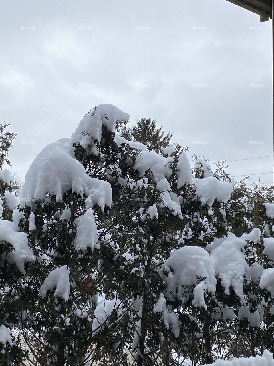 Did you notice snow dog ?