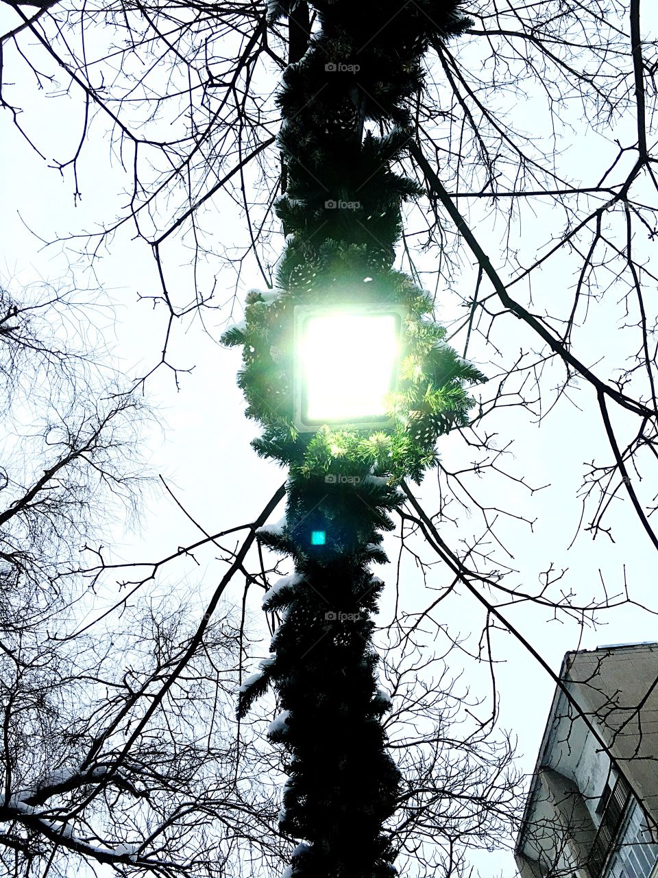 spruce lamp