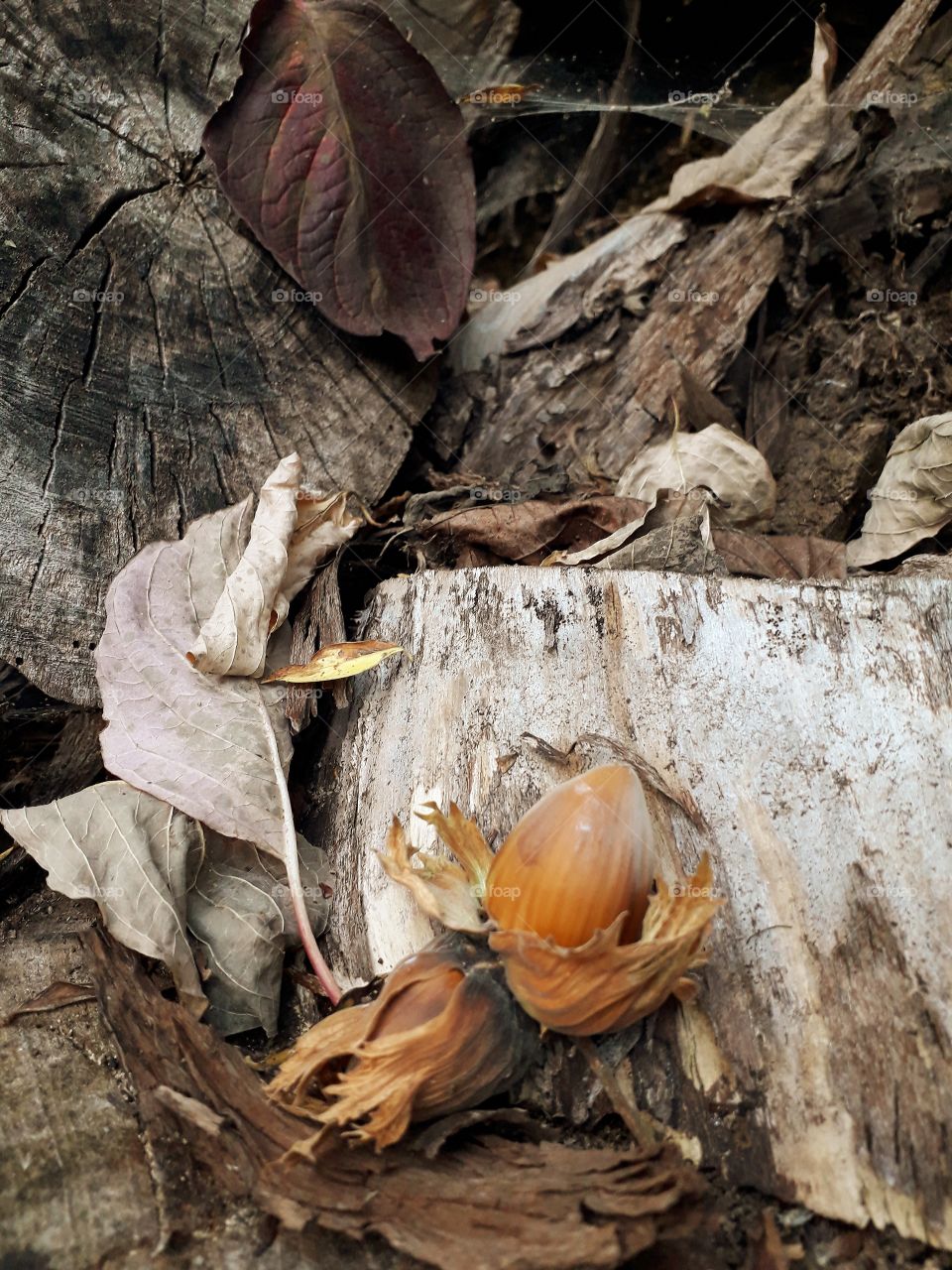 brown hazelnuts among tree trunks and fallen leaves