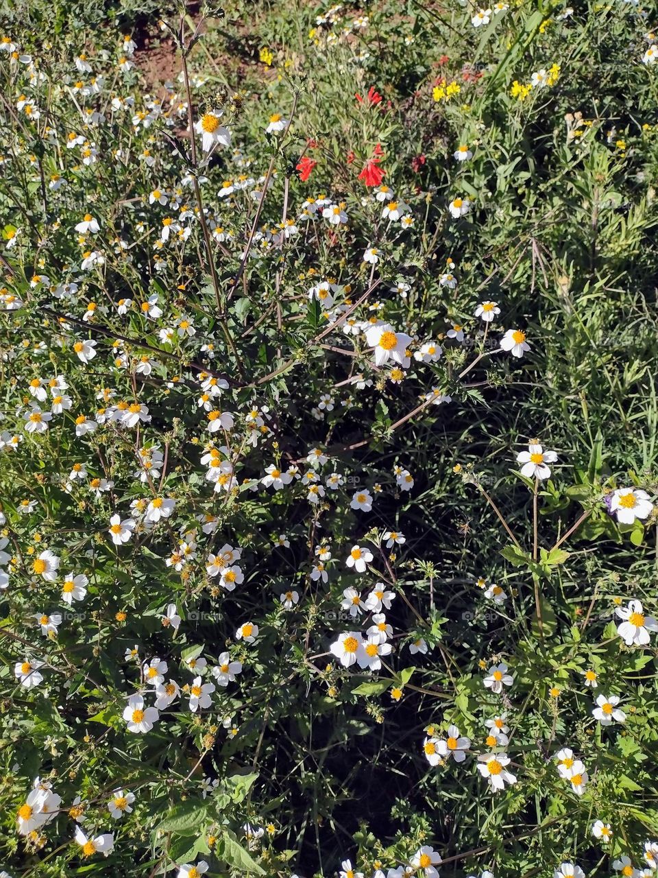 The countryside vs City