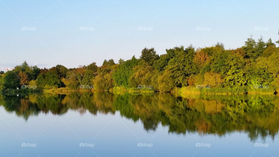 the reflection of the forest.