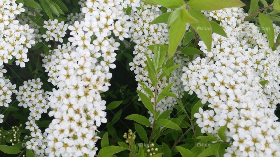 Lovely bushes!