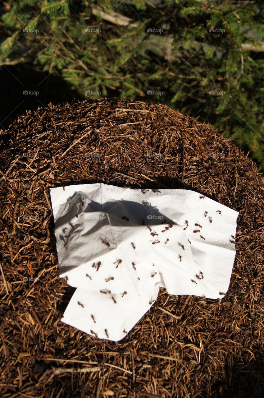 Ants defending their home against a paper towel