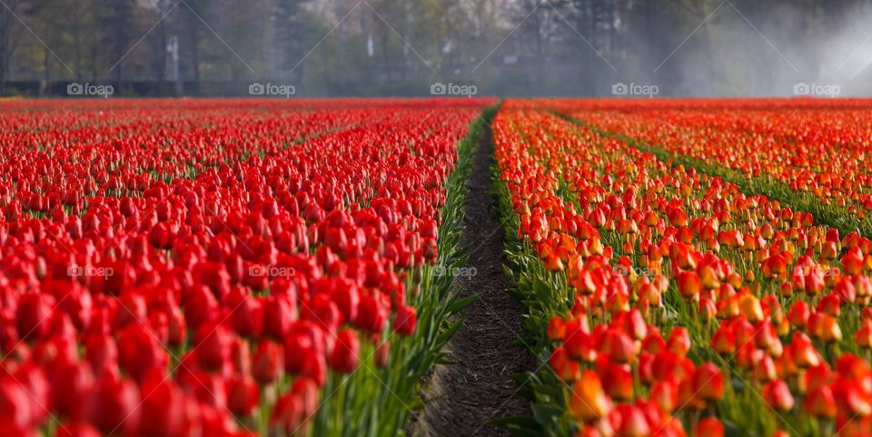Tulip Field