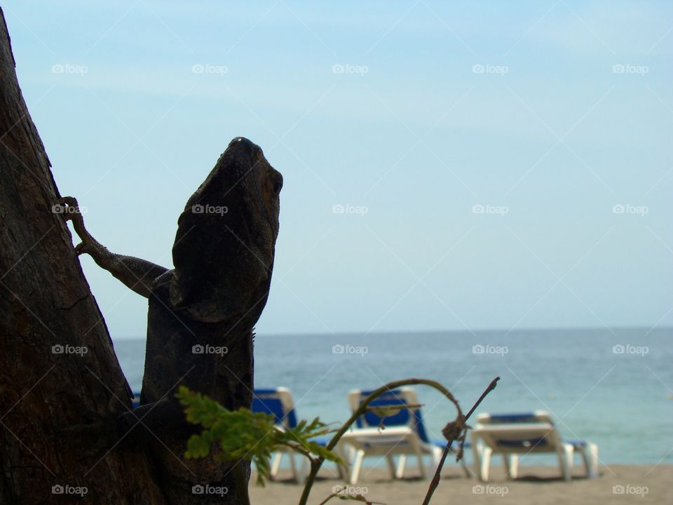 Iguana silhouette . Iguana in Costa Rica 