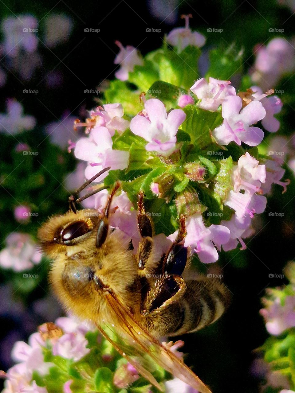 bee collecting pollen from flower