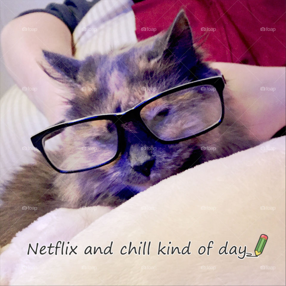Netflix and chill cat