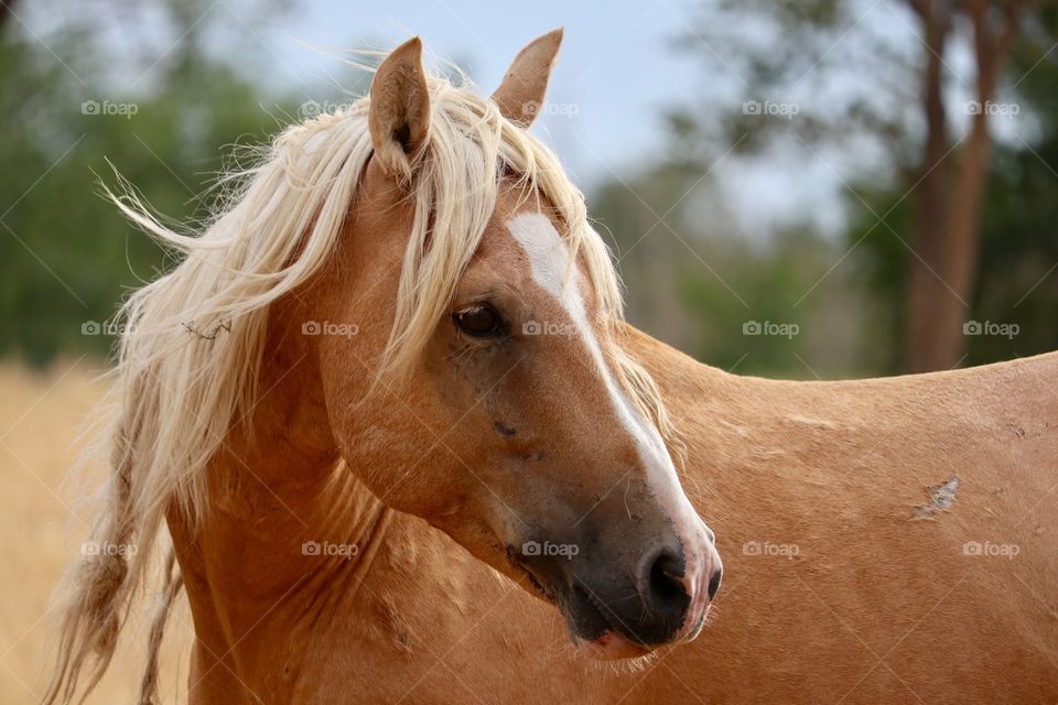 A wild palomino stallion in Stagecoach Nevada 