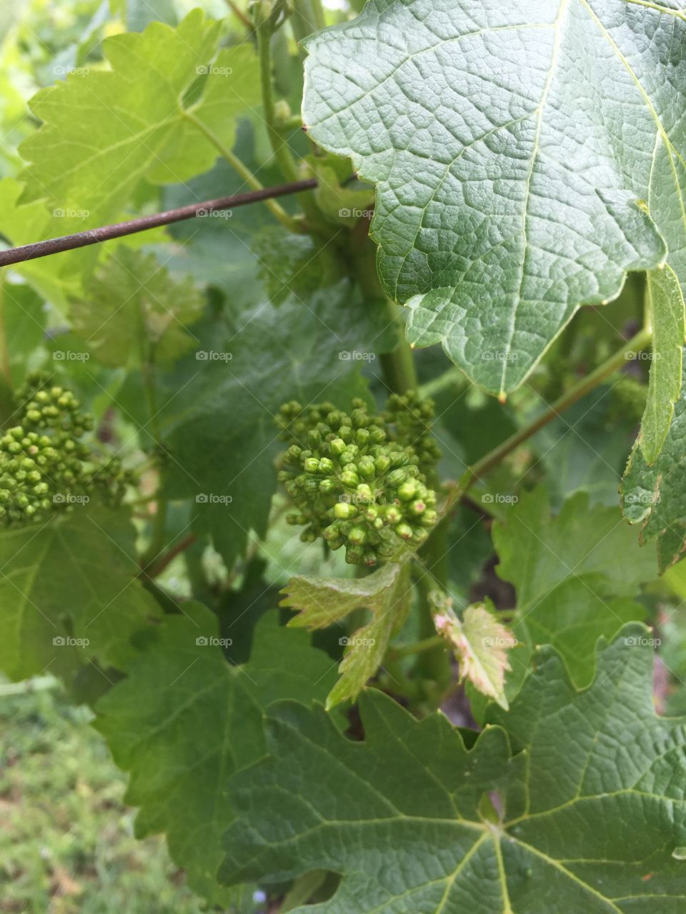 Baby grape vines