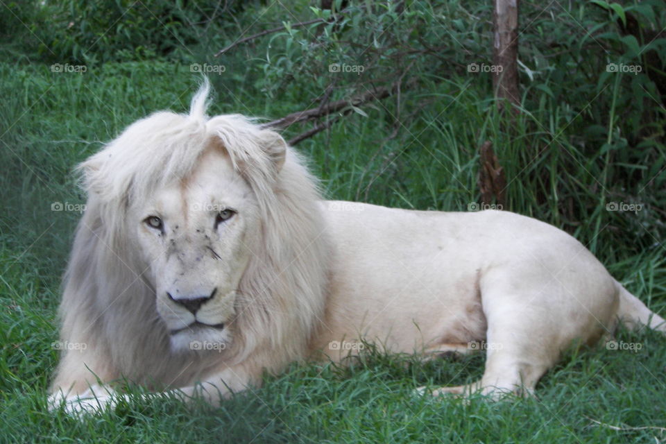 Male white lion in a breeding program in South Africa