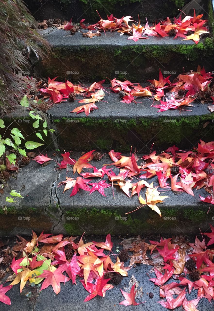 Fallen maple leaf on staircase