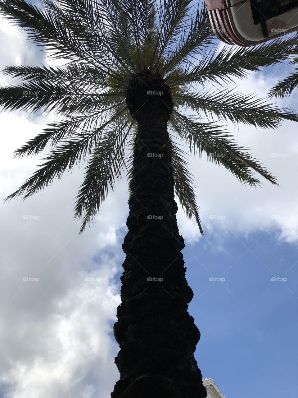 A tall and glamorous palm tree soaking up the sun in New Orleans, Louisiana. 