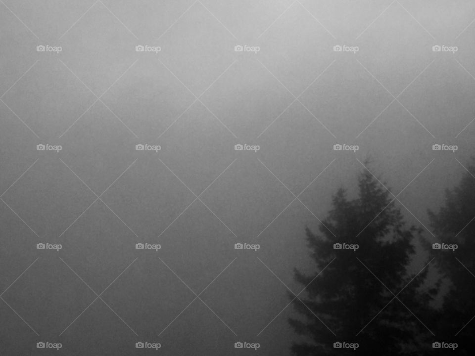 Fog and tree