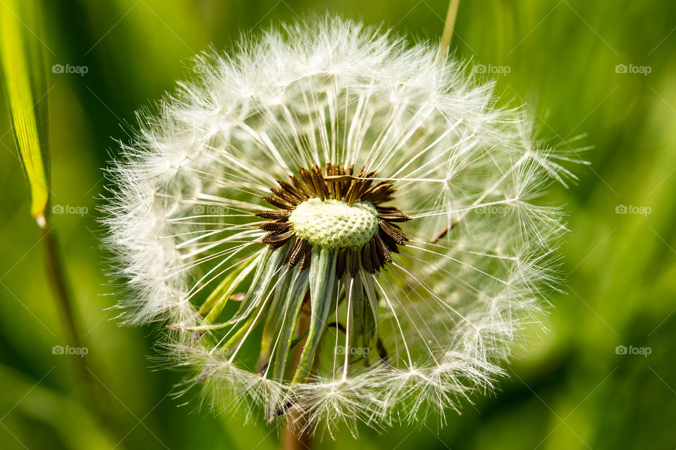 dandelion blowball close up