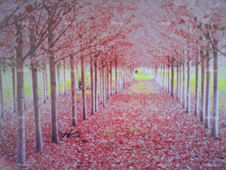 A place where nature shows its strength on the ground lined with red leaves with a beautiful golden background.