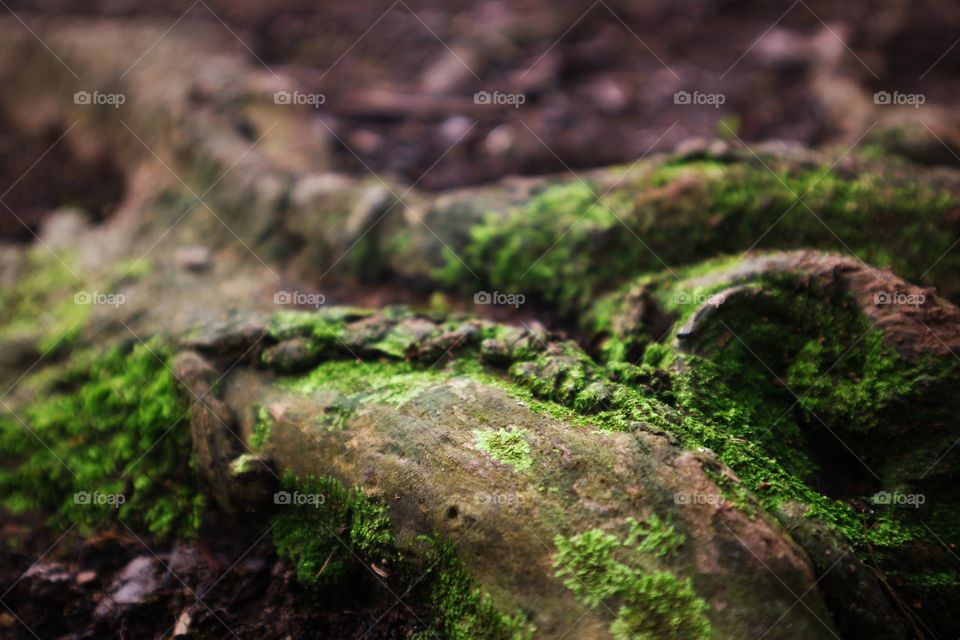 natural grass with tree