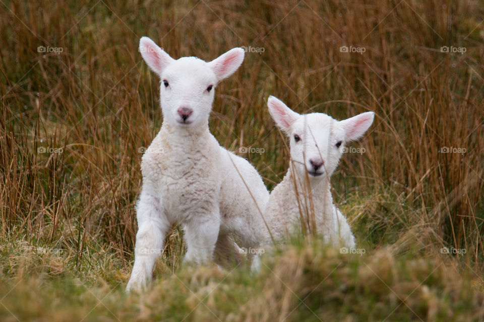 Portrait of two lambs