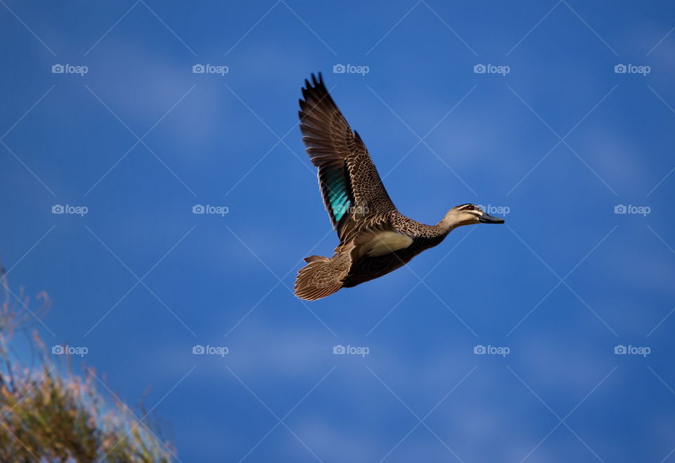 Pacific black Duck in flight in Perth country