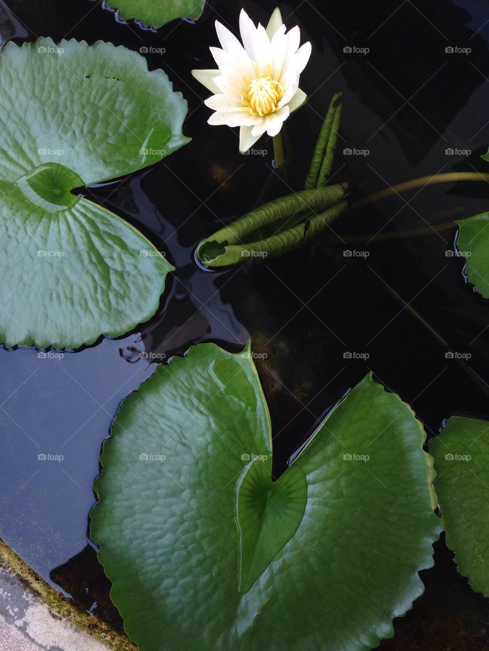 Lotus Pond