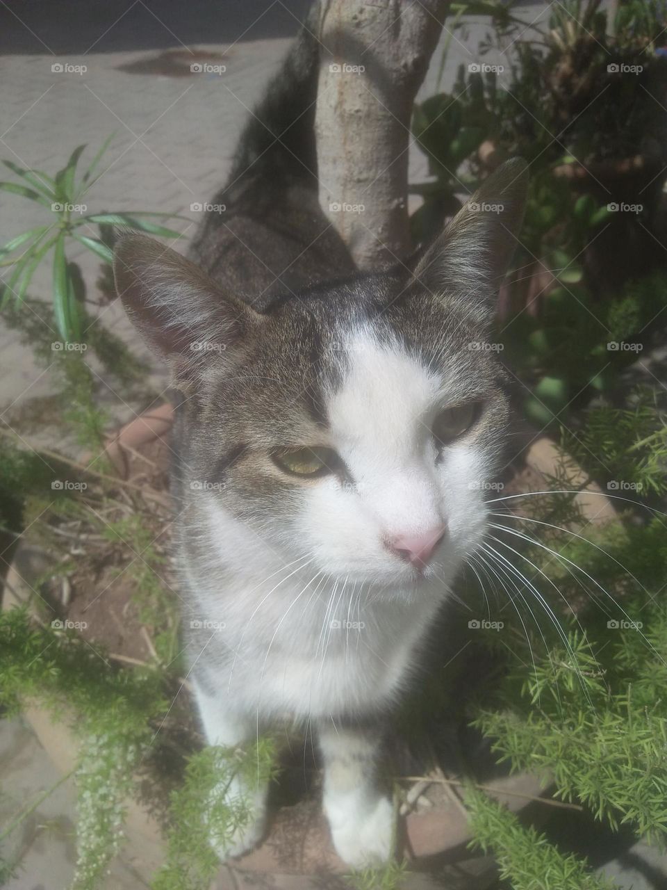 Beautiful cat looking at my camera