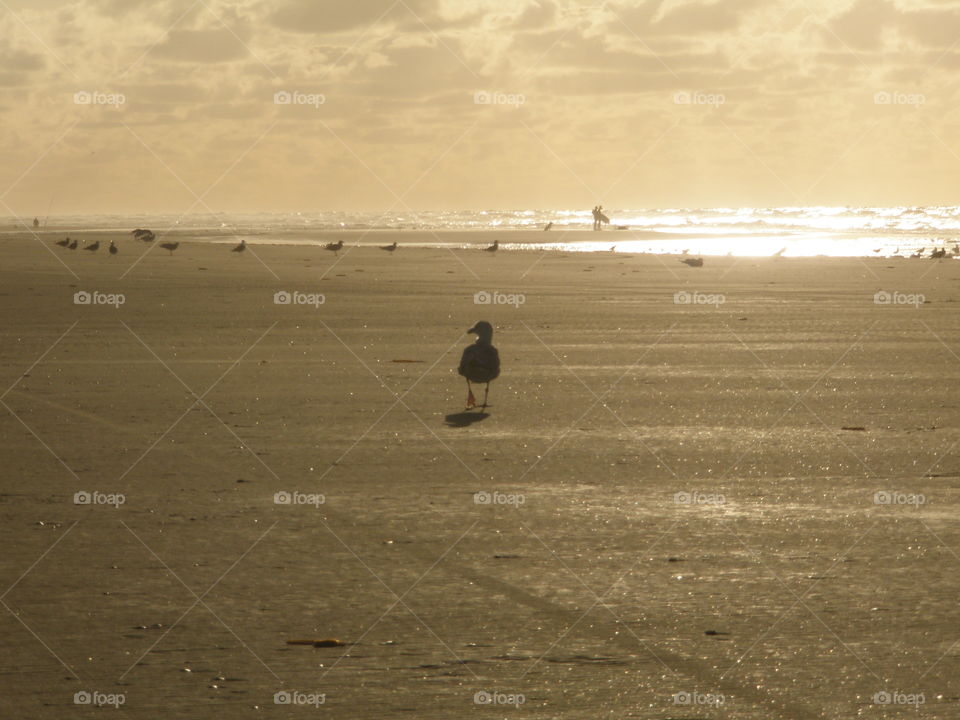 Seagulls and Surfers on a Dutch beach
