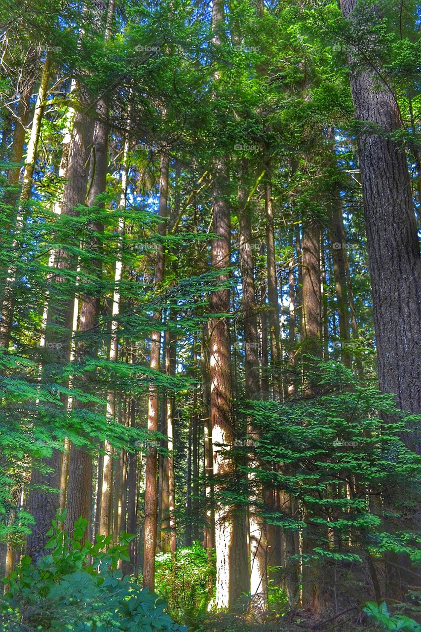 Light through tall forest. Light through tall forest, west coast