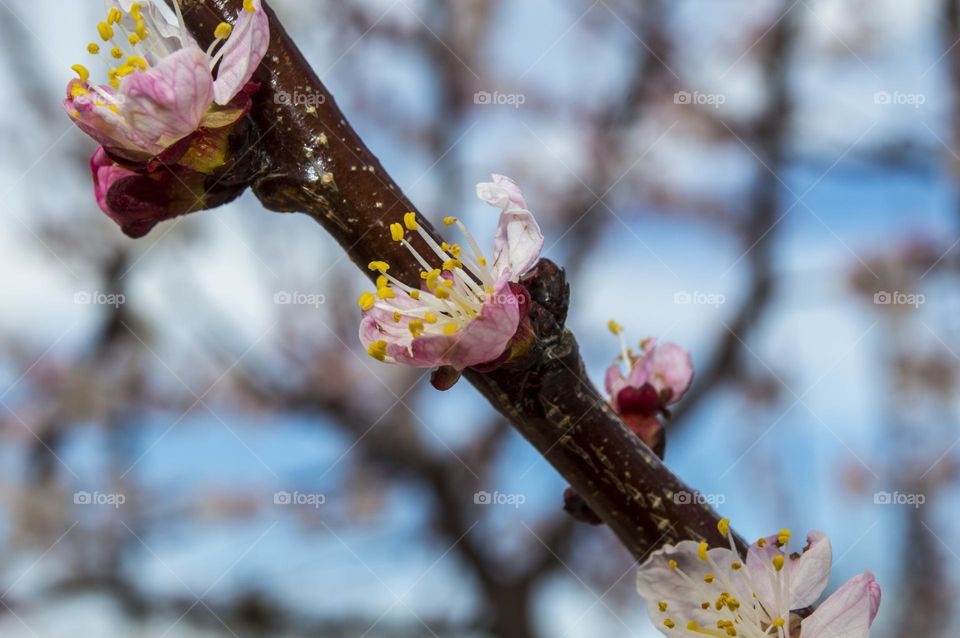 Branch of blossoming apricot.