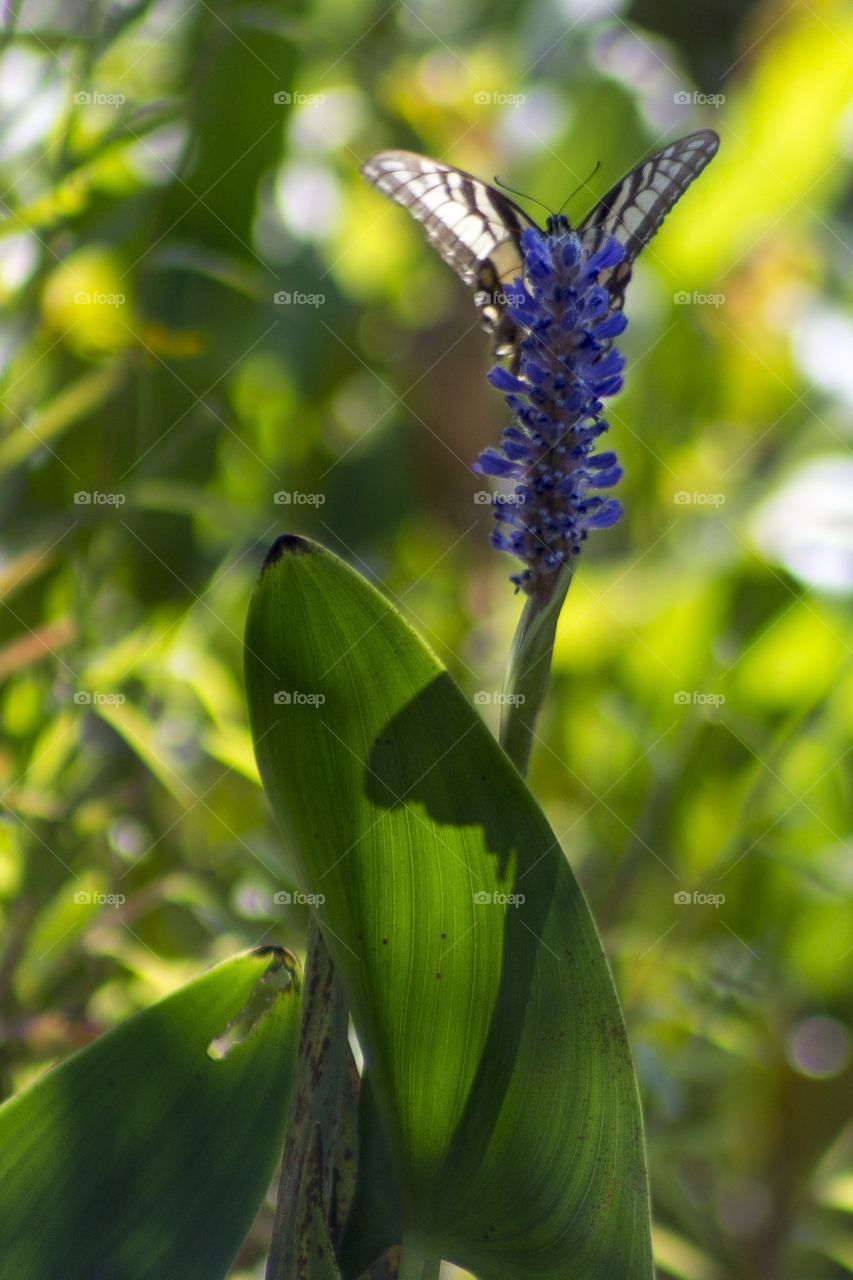 Butterfly and flower