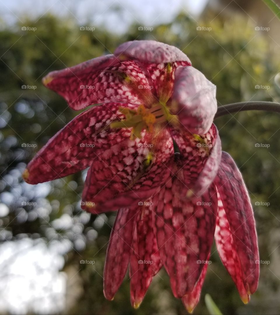 fritillaria meleagris