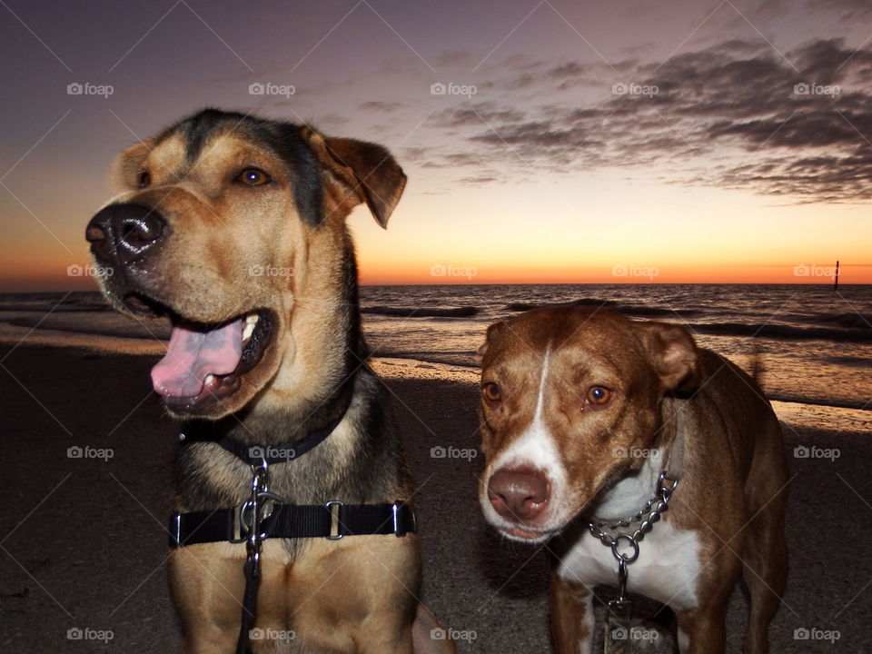 Beach dogs