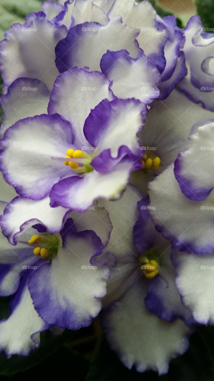 African violets