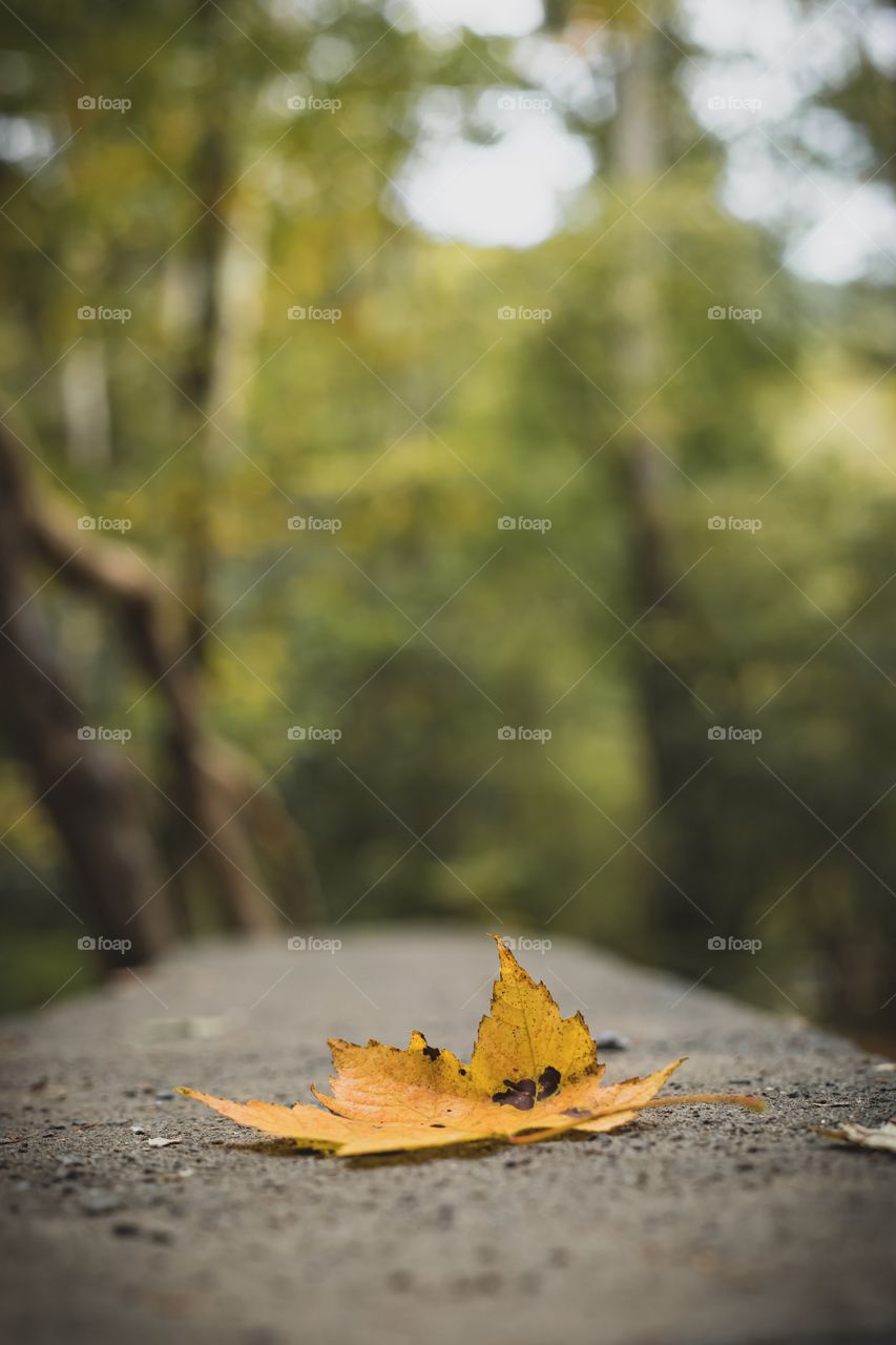 Yellow, Fall leaf on bridge in foreground with trees in background 