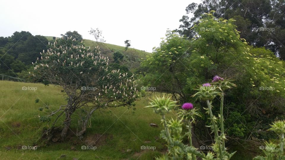 Green hills, trees and pink thistle