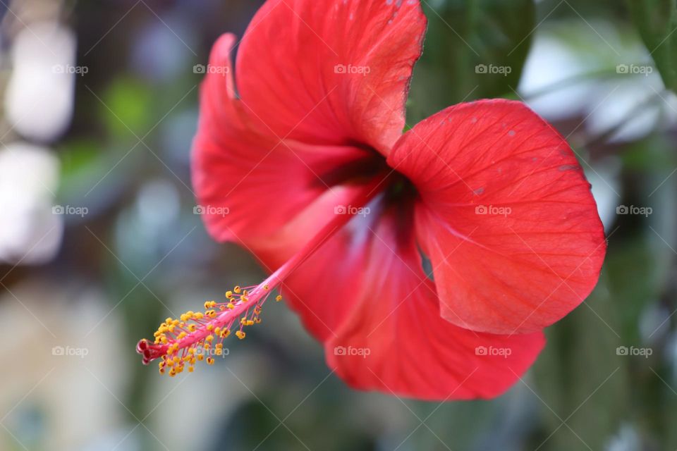 hibiscus flower, closeup 