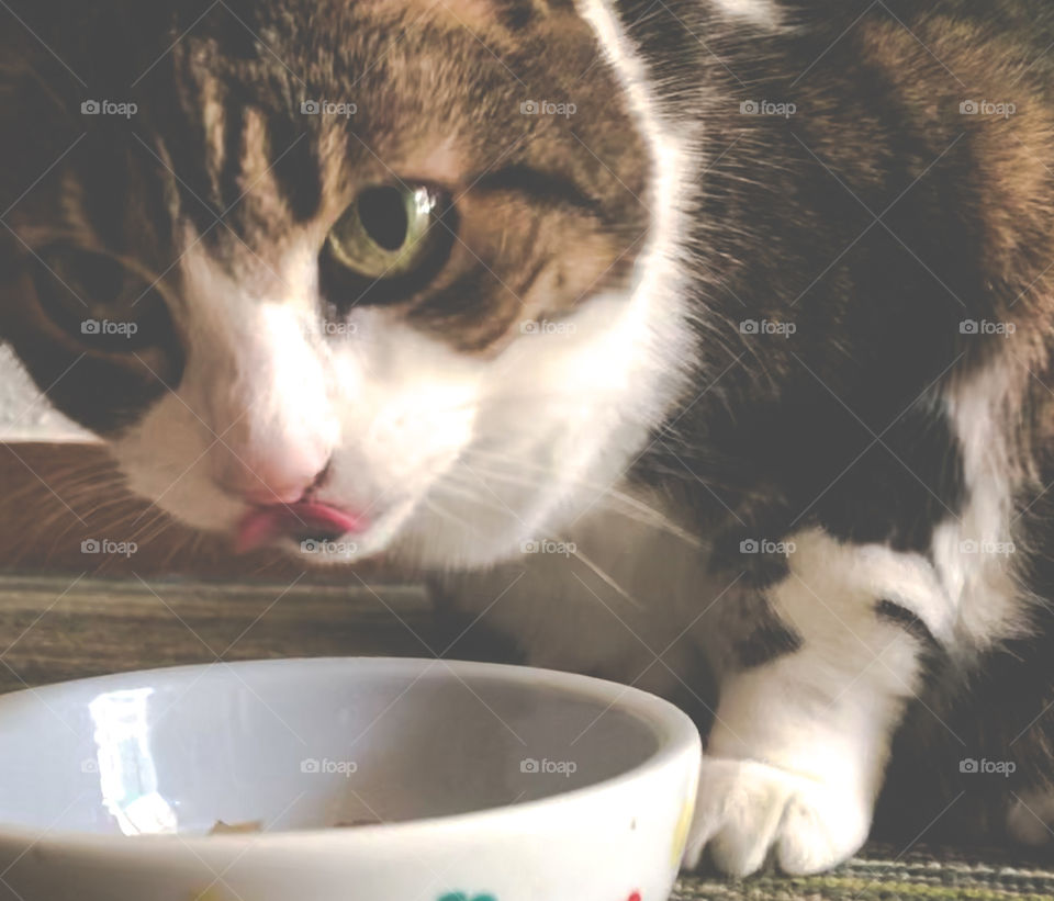 A tabby and white cat licks her lips whilst eating from her bowl