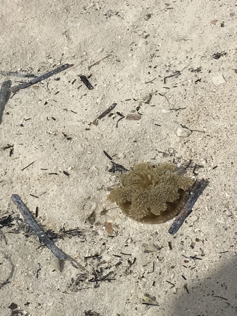 Found on the beach in the Bahamas. He was just chilling in the little pool of water.