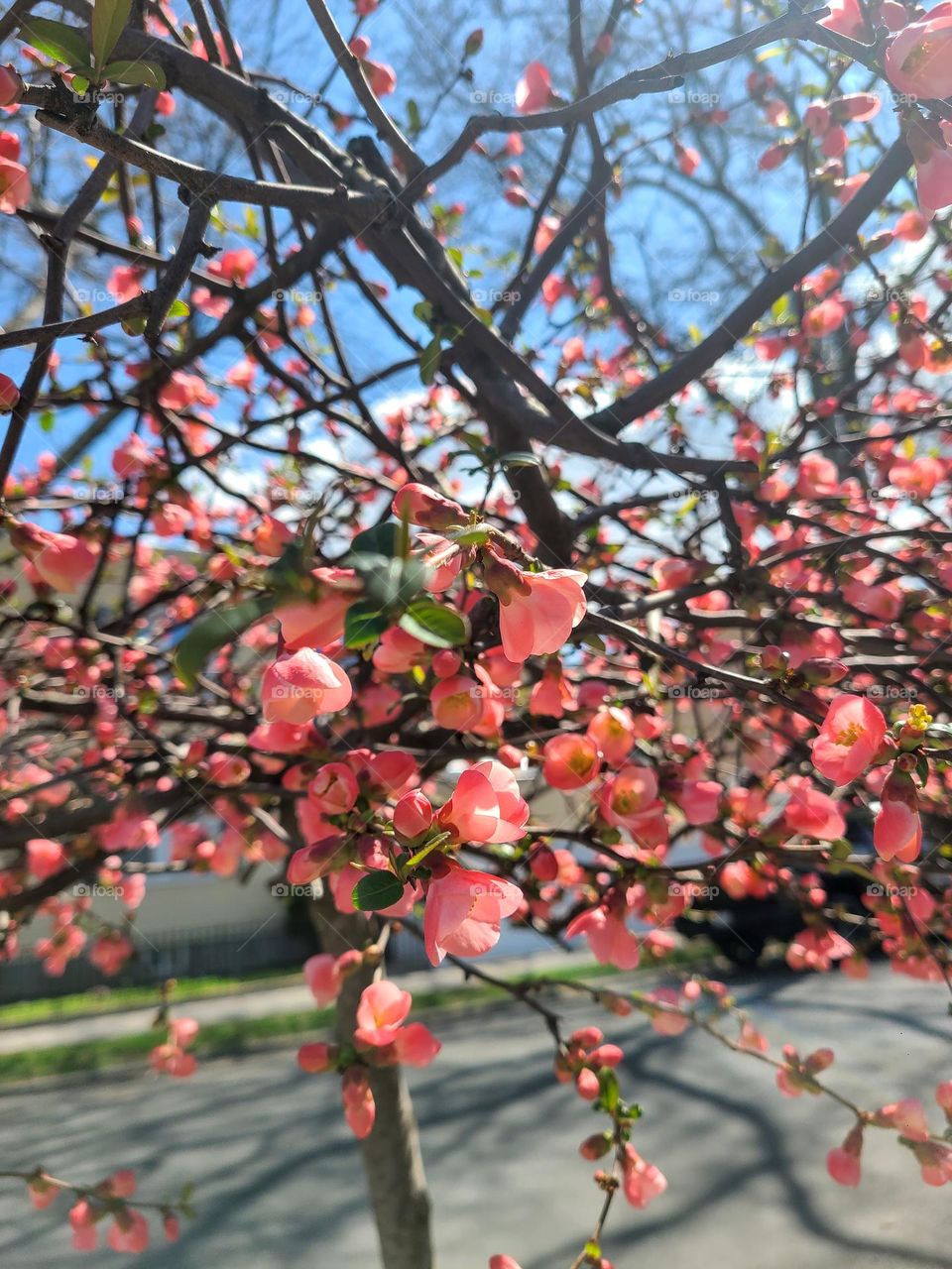 Little pink tree blooming in the streets.